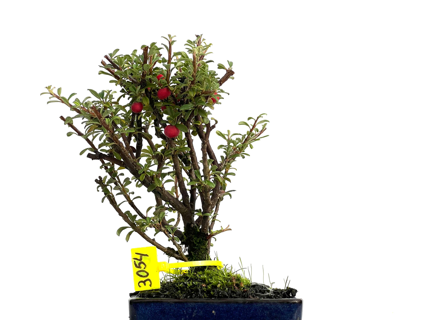 Cotoneaster Microphylla 3054