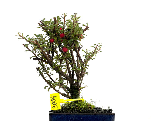 Cotoneaster Microphylla 3054