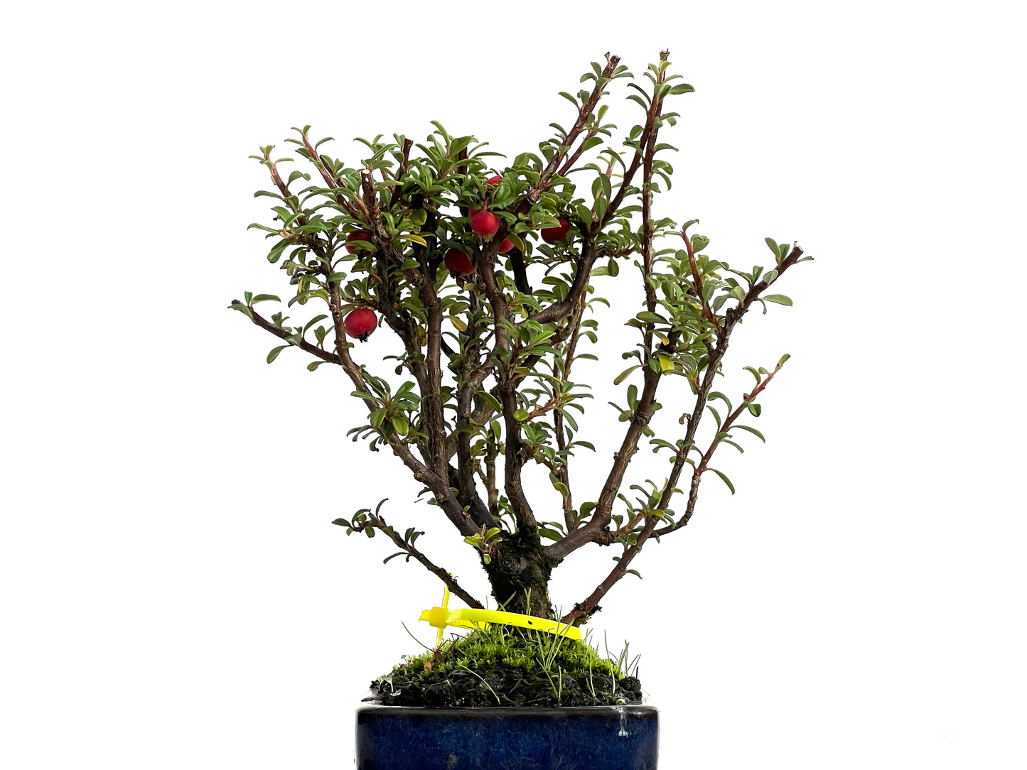 Cotoneaster Microphylla 3054