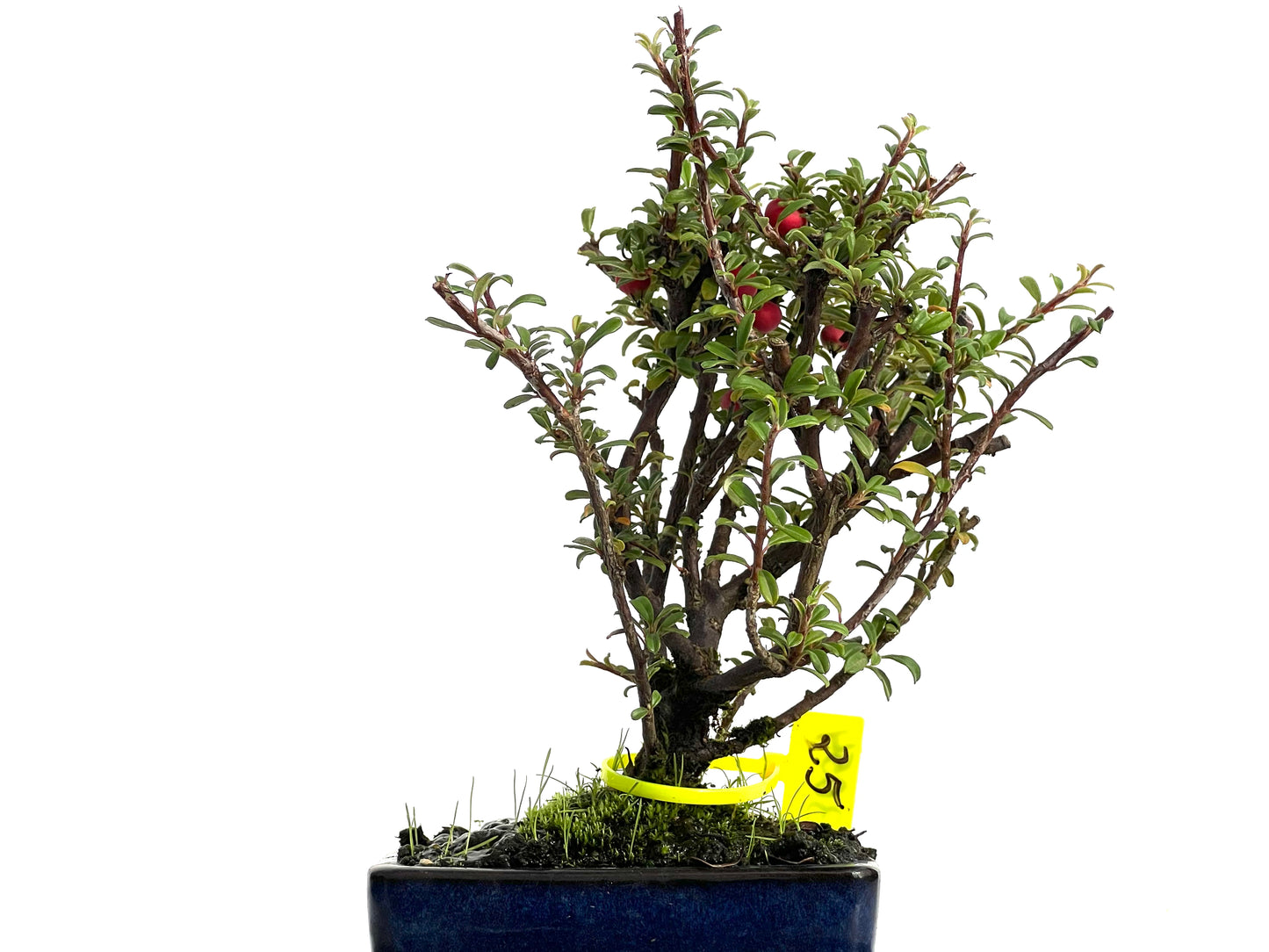 Cotoneaster Microphylla 3054