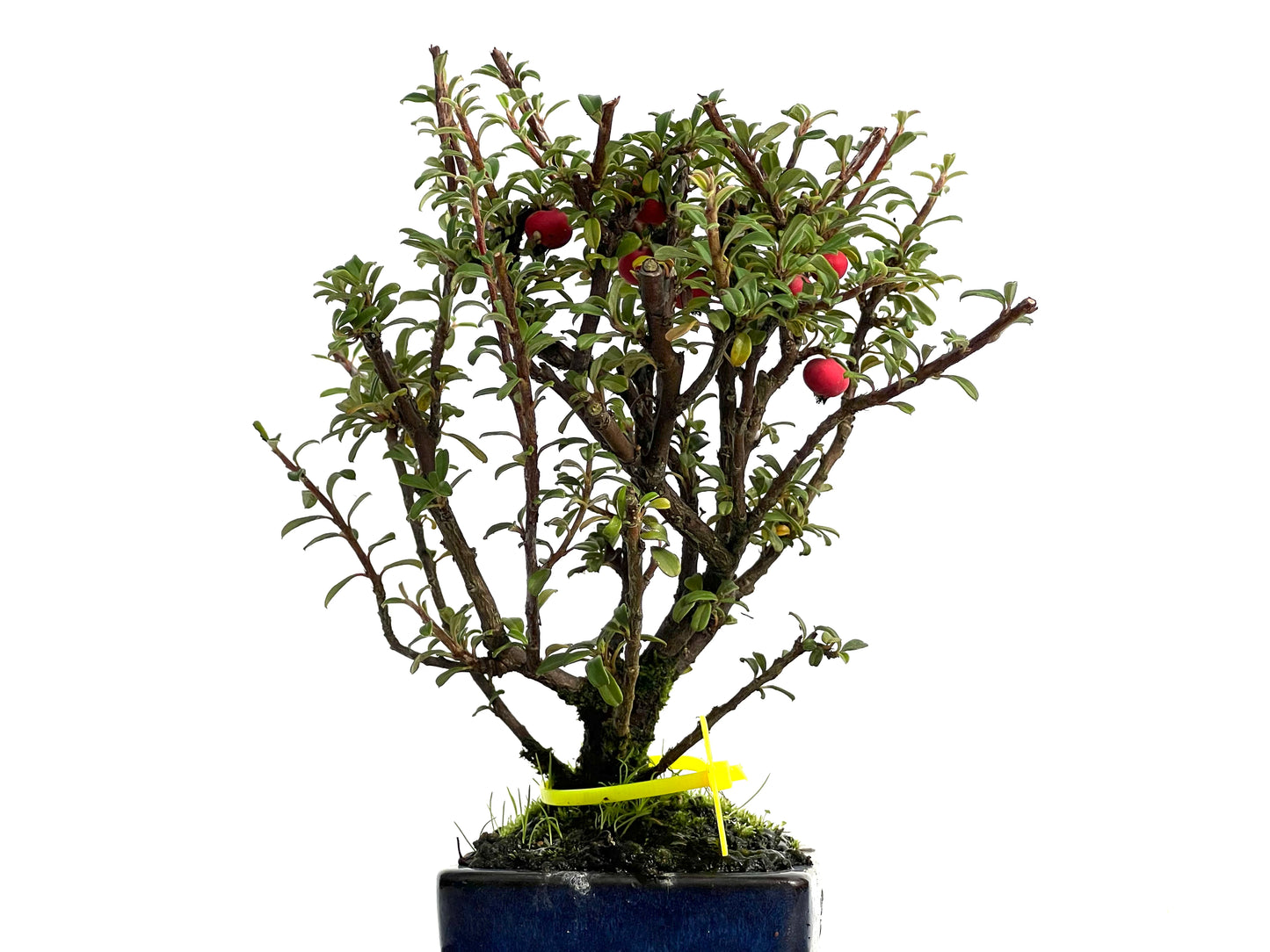 Cotoneaster Microphylla 3054