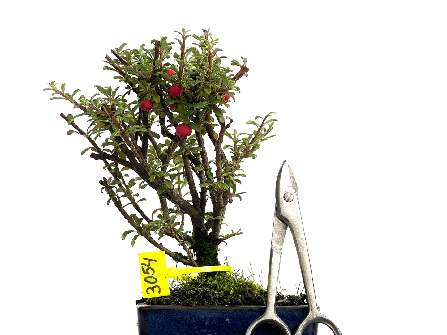 Cotoneaster Microphylla 3054