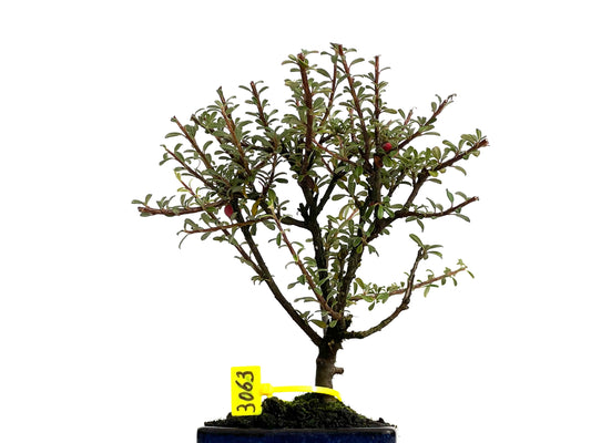 Cotoneaster Microphylla 3063