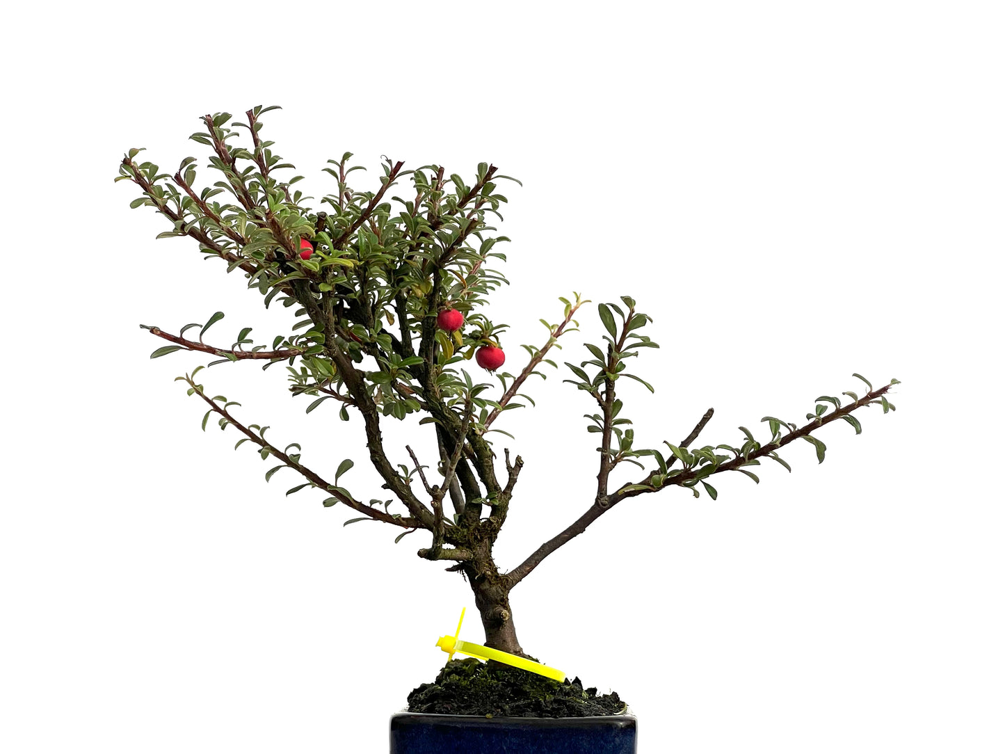 Cotoneaster Microphylla 3063