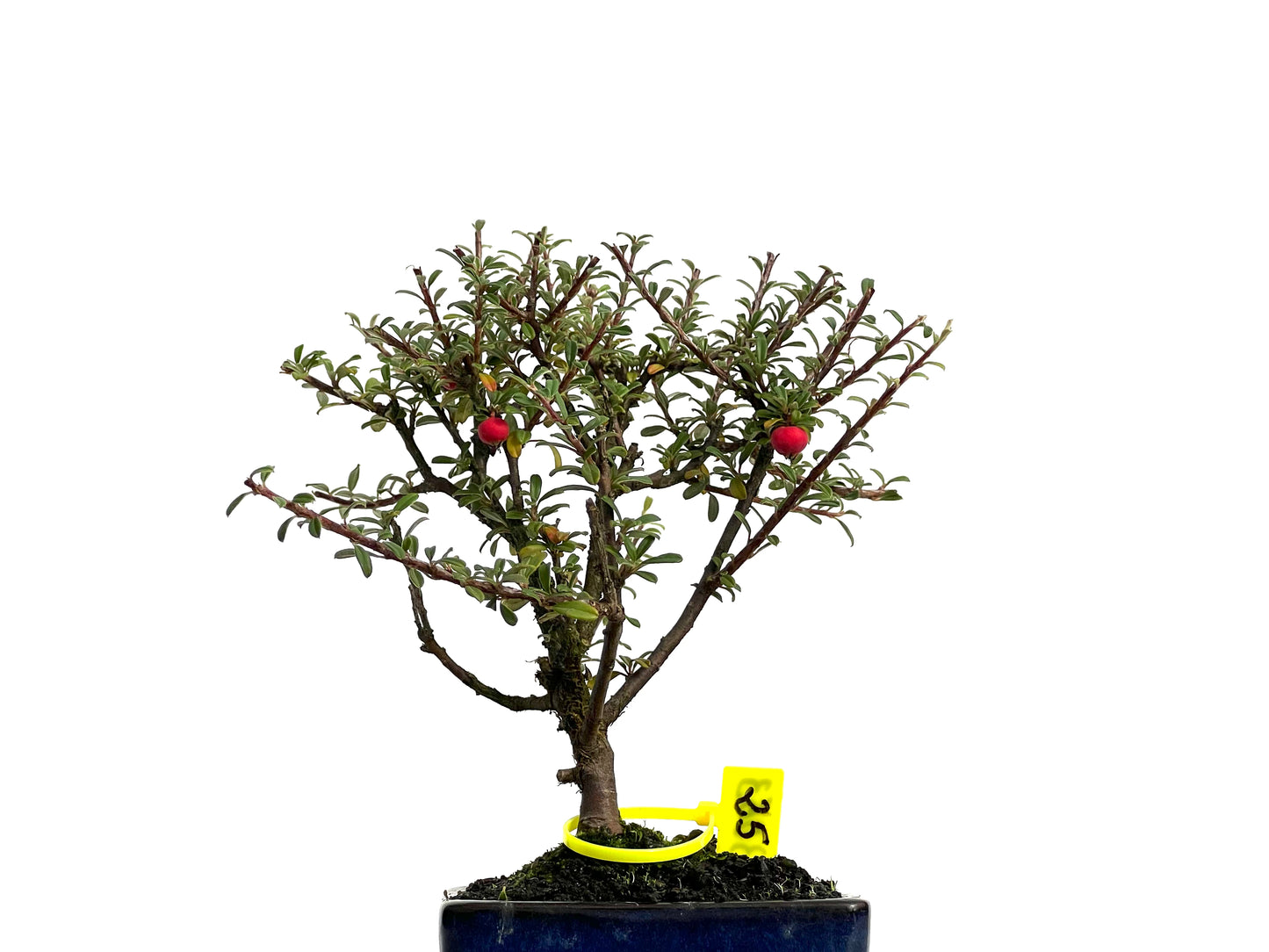 Cotoneaster Microphylla 3063