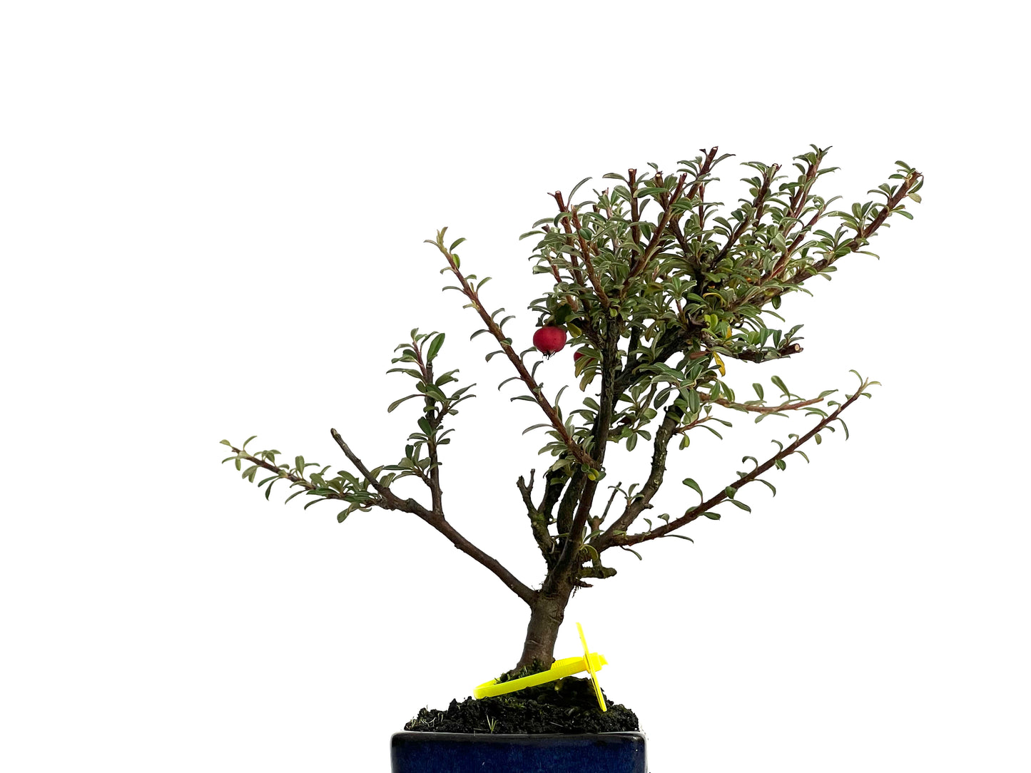 Cotoneaster Microphylla 3063