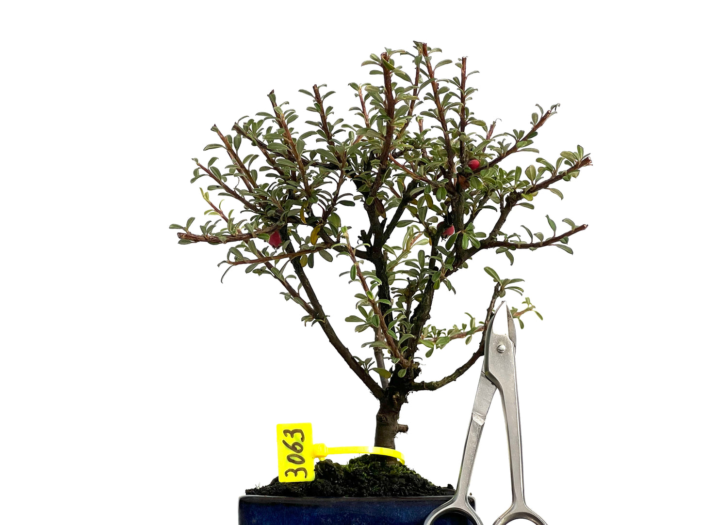 Cotoneaster Microphylla 3063