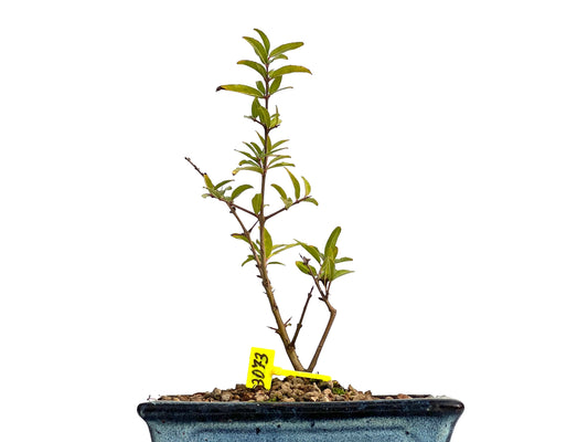 Punica Granatum Nejikan 3073