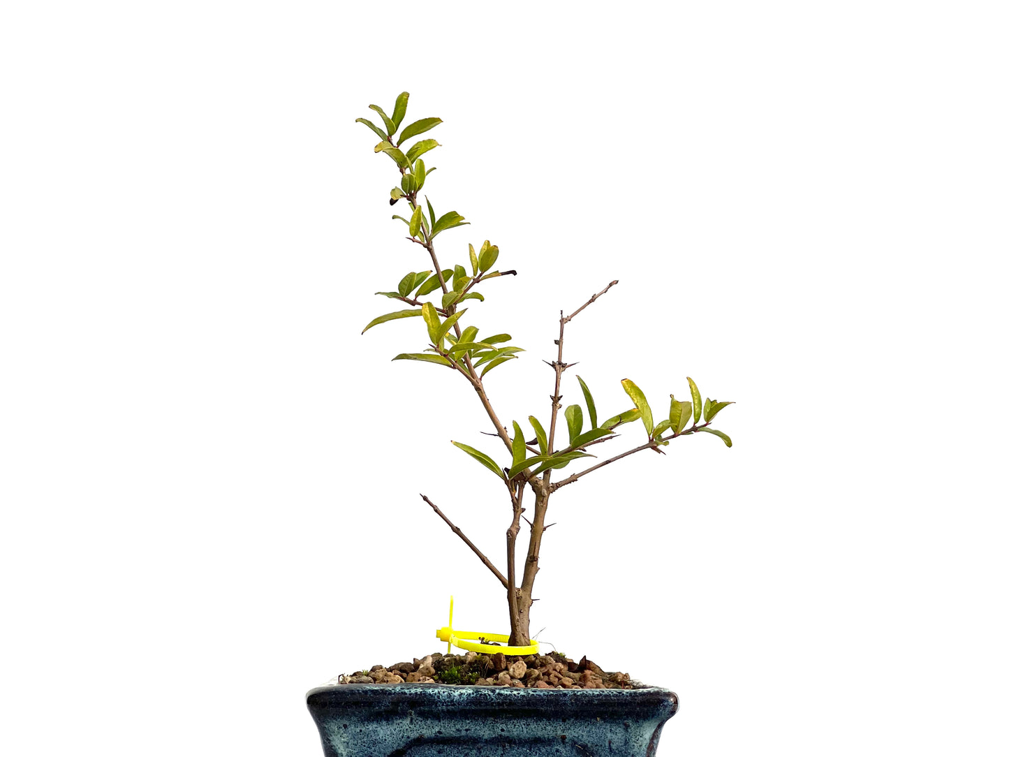 Punica Granatum Nejikan 3073