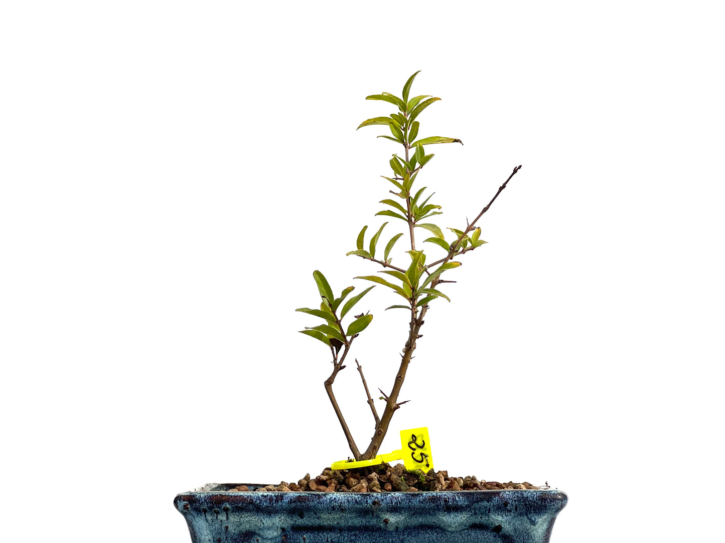 Punica Granatum Nejikan 3073