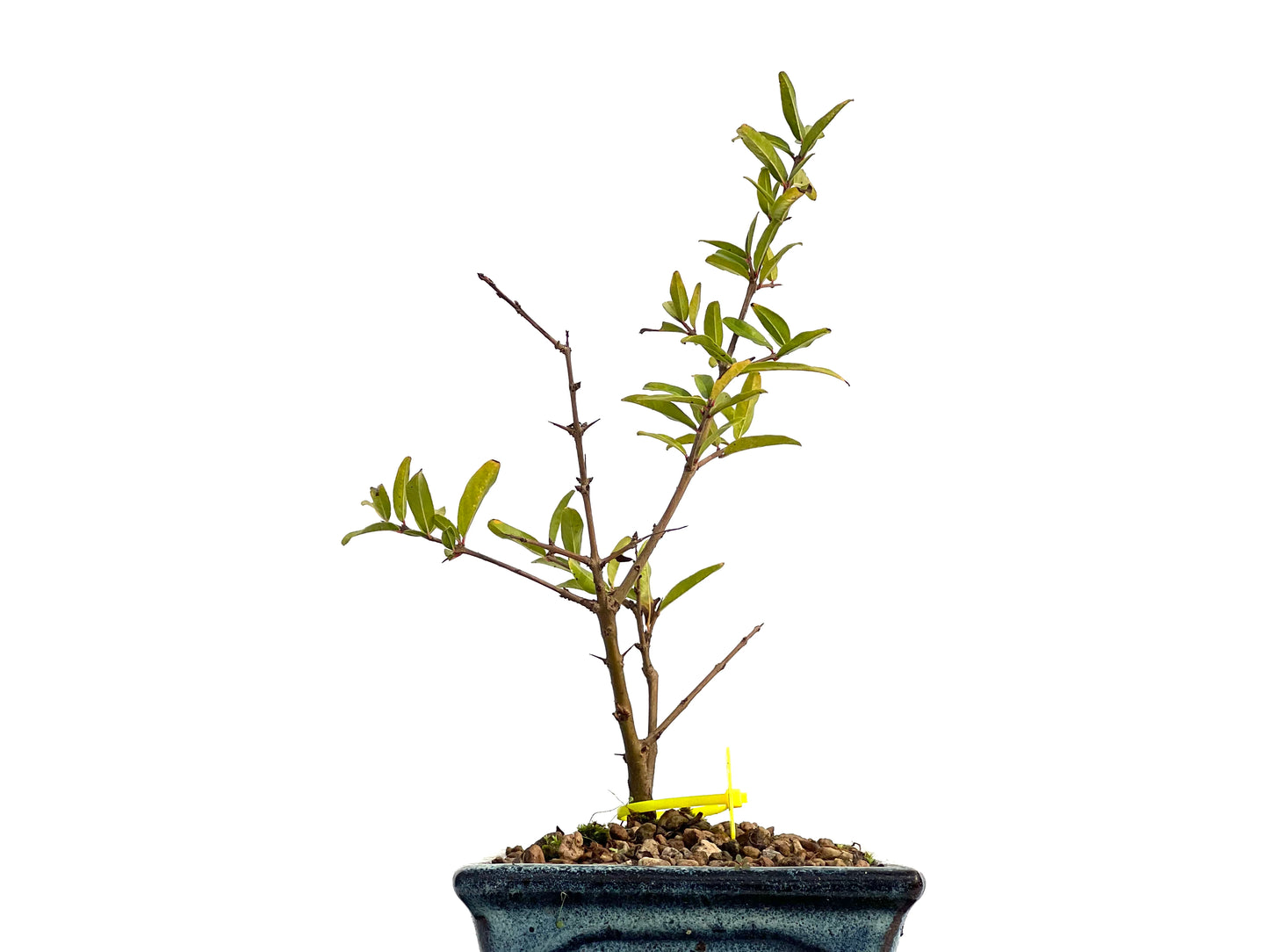 Punica Granatum Nejikan 3073