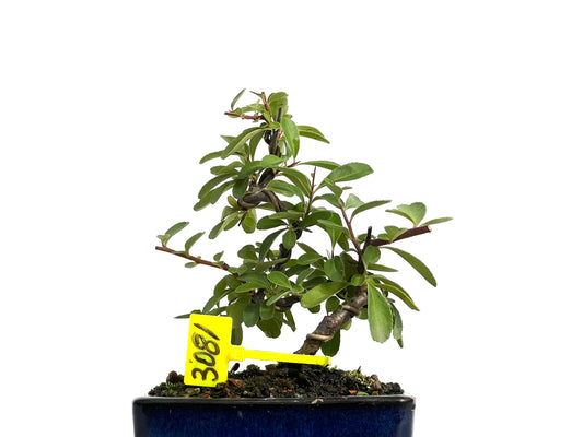 Pyracantha 3081