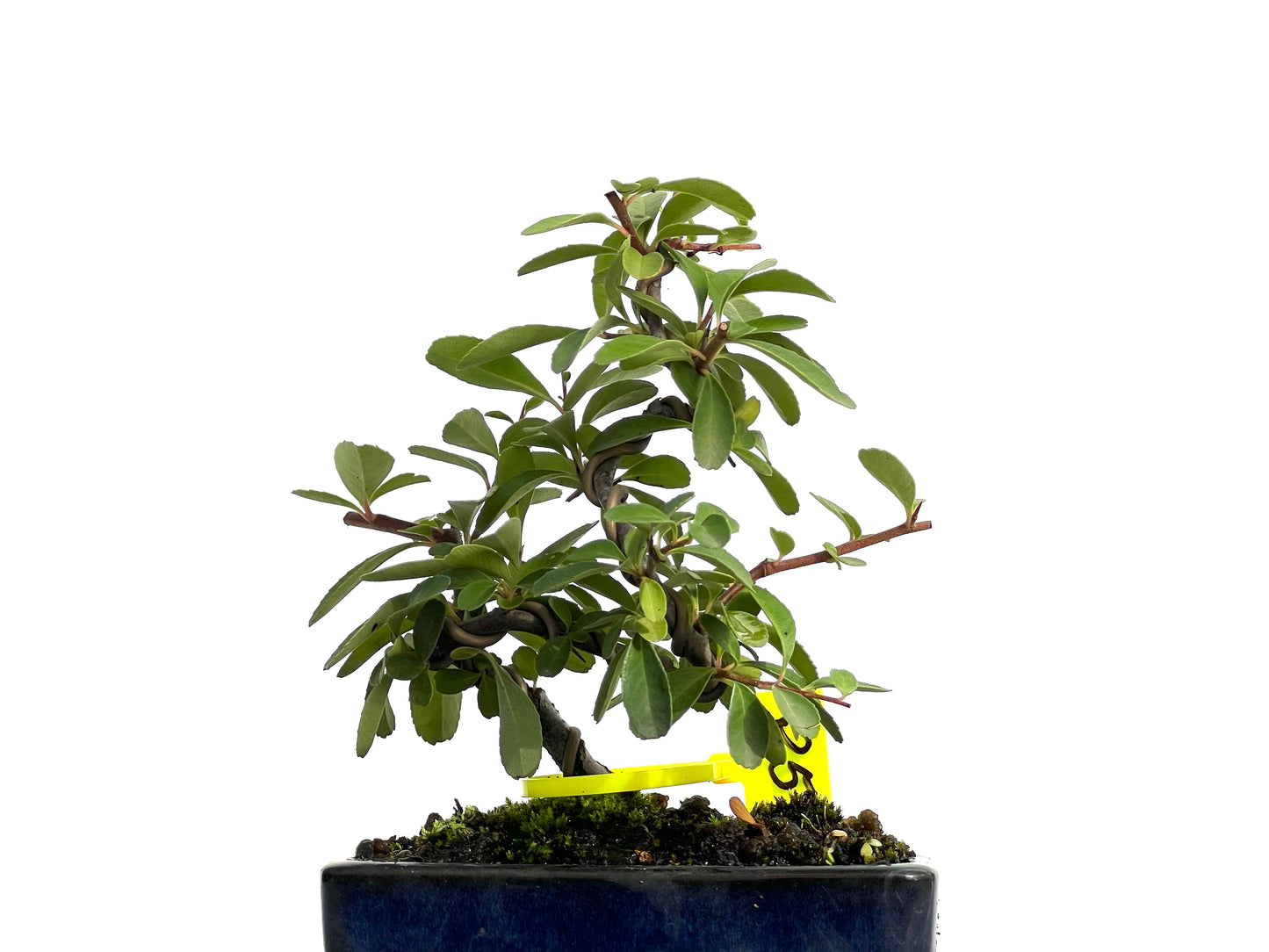 Pyracantha 3081