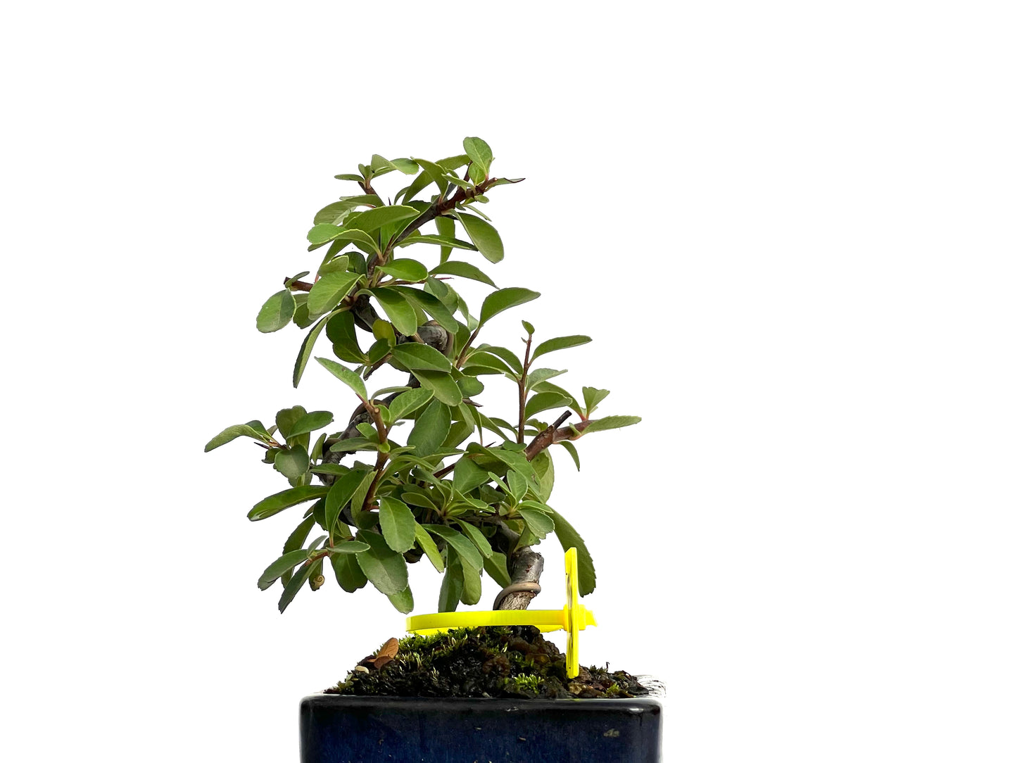 Pyracantha 3081