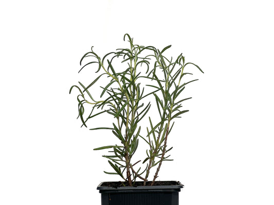 Rosmarinus Oficinalis