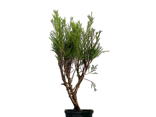 Juniperus Sabina