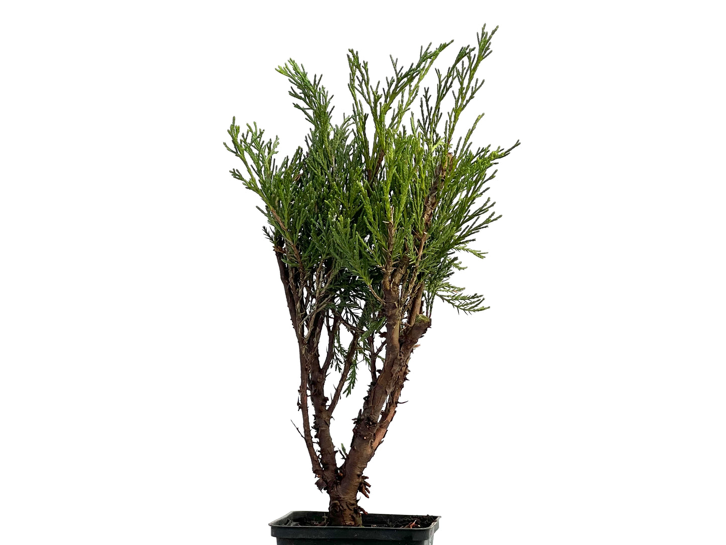 Juniperus Sabina