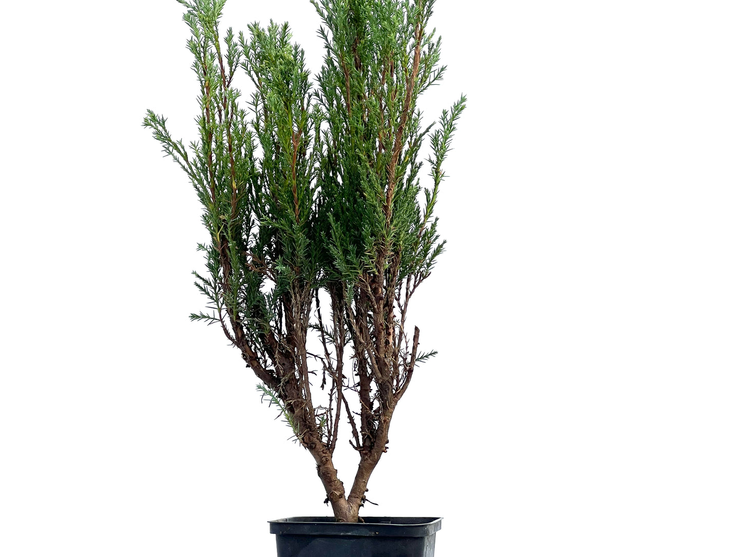 Juniperus Sabina