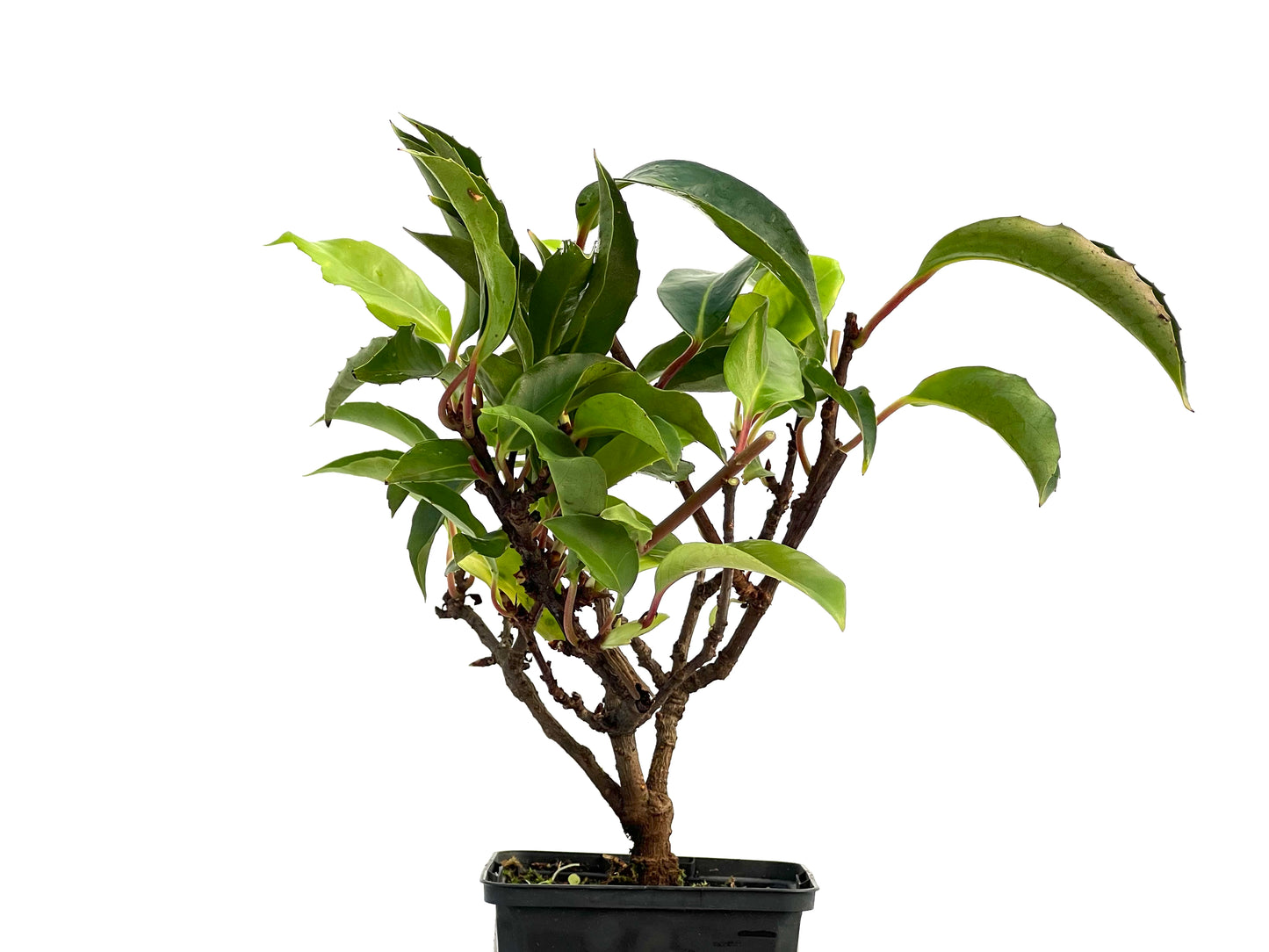 Kadsura Japonica