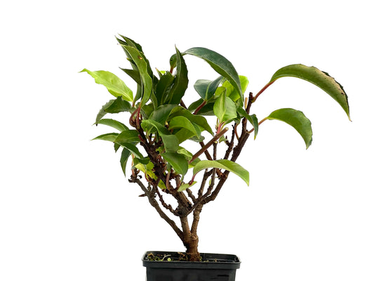 Kadsura Japonica