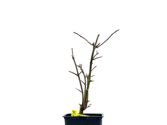 Magnolio 1539