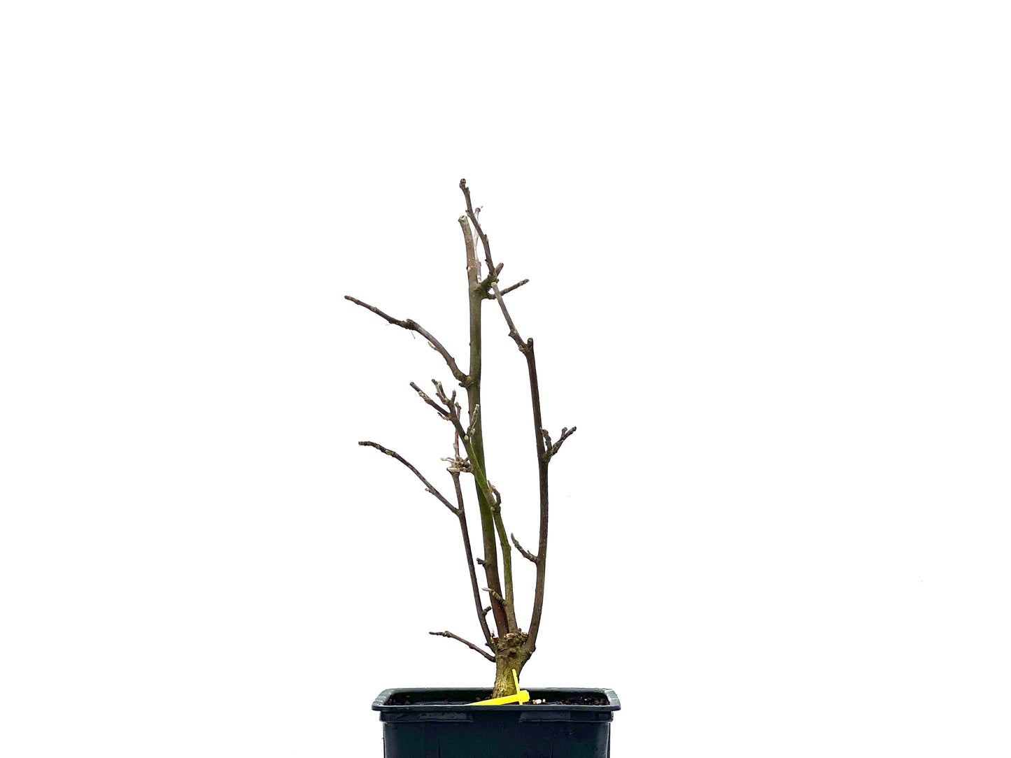Magnolio 1539