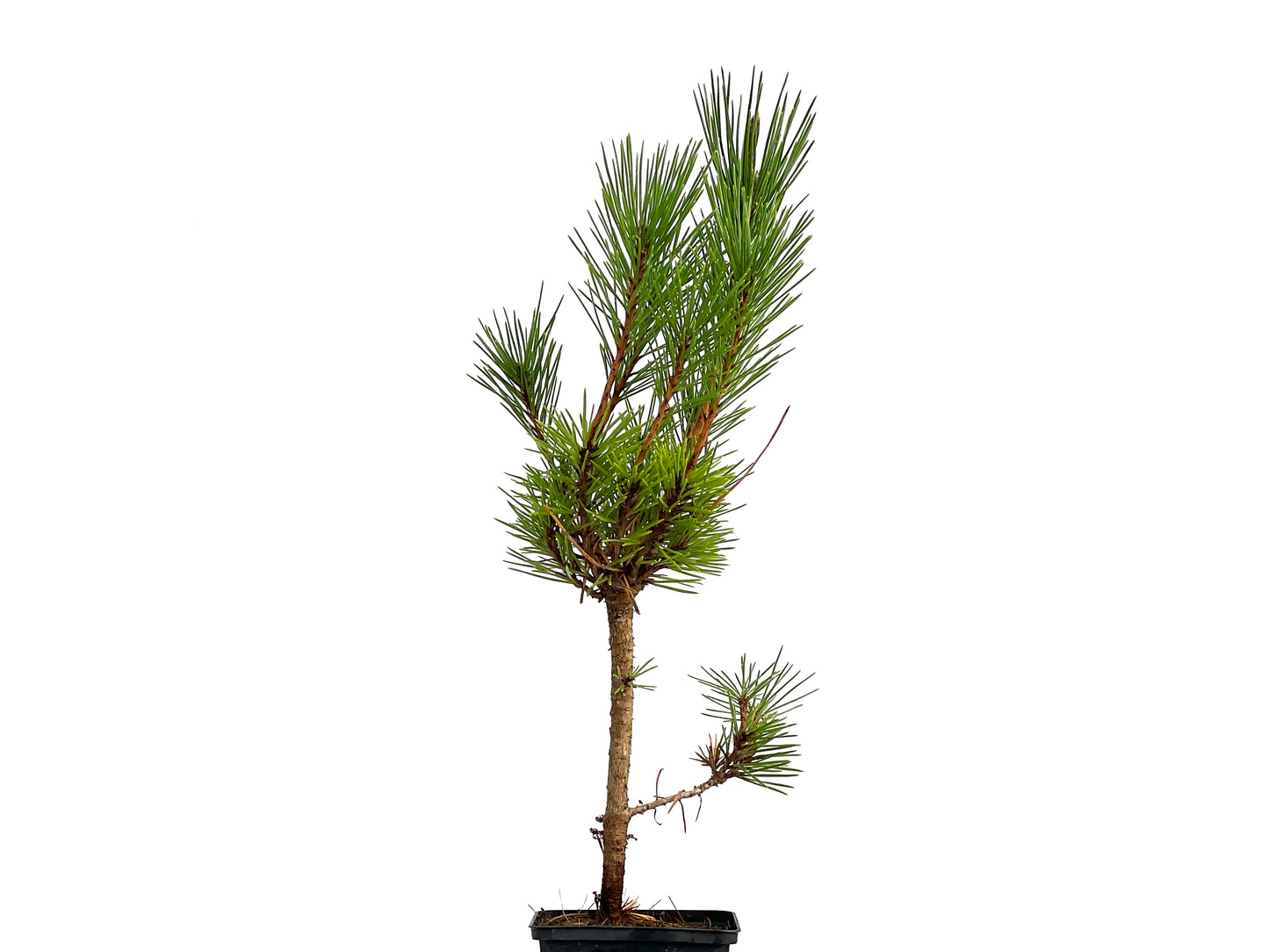 Pinus Thunbergii