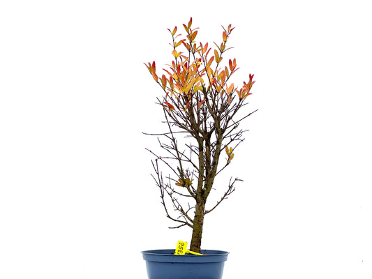 Punica Granatum Nana 1352