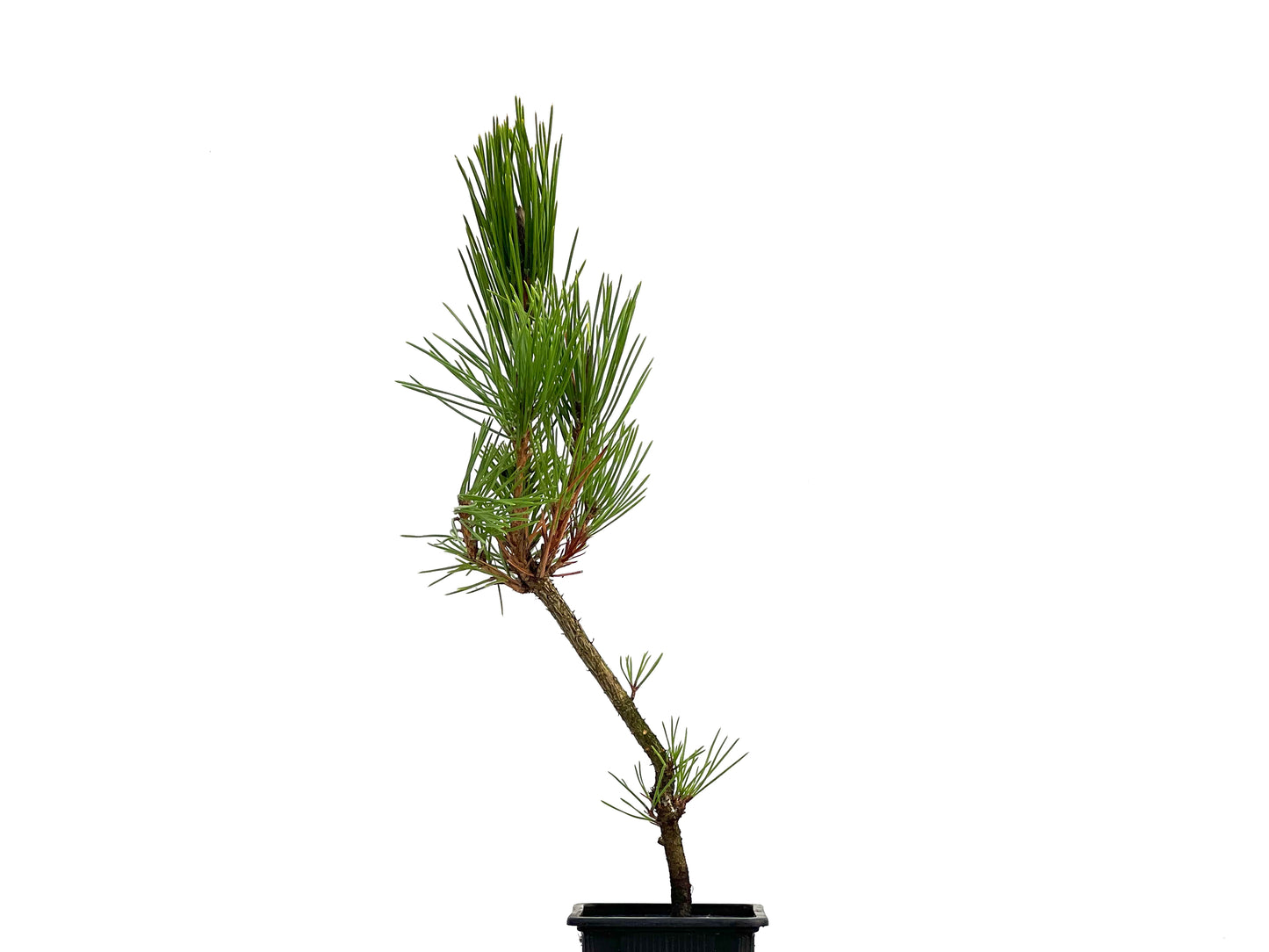 Pinus Thunbergii