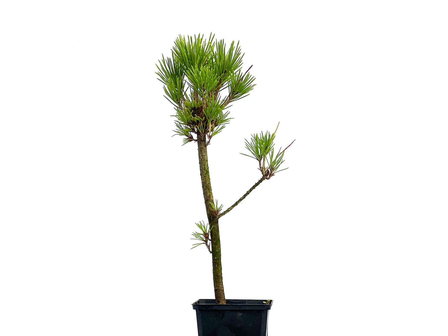 Pinus Thunbergii