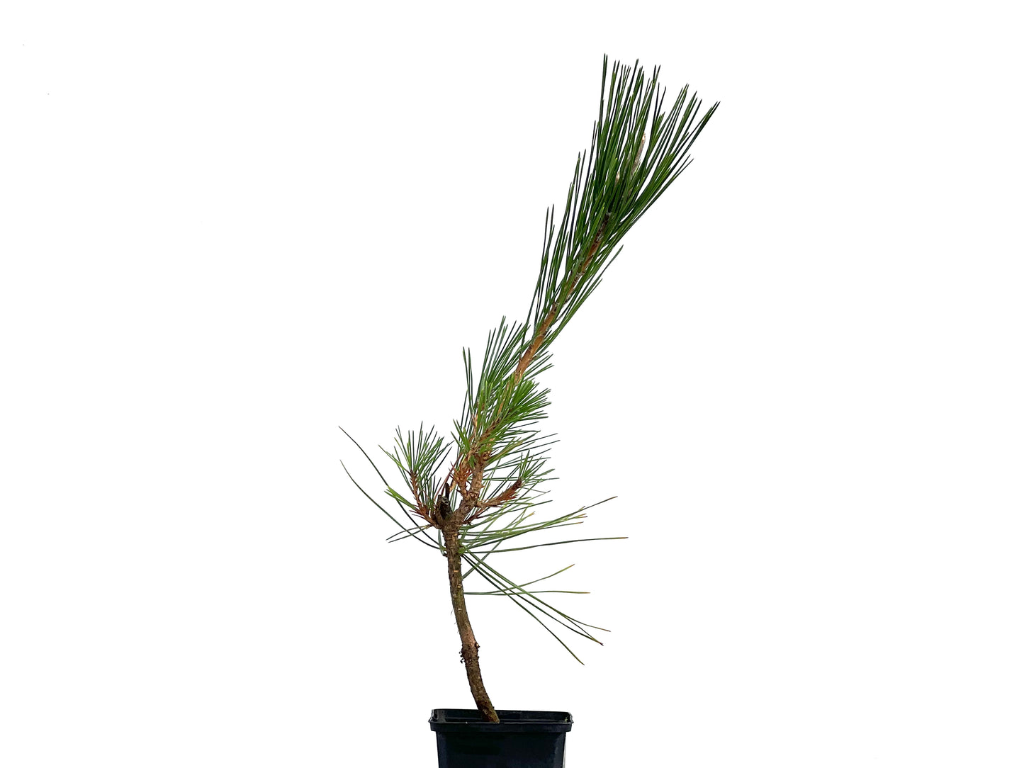 Pinus Densiflora
