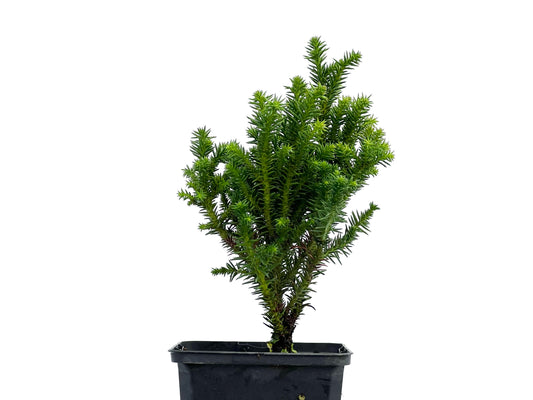 Cryptomeria Japonica