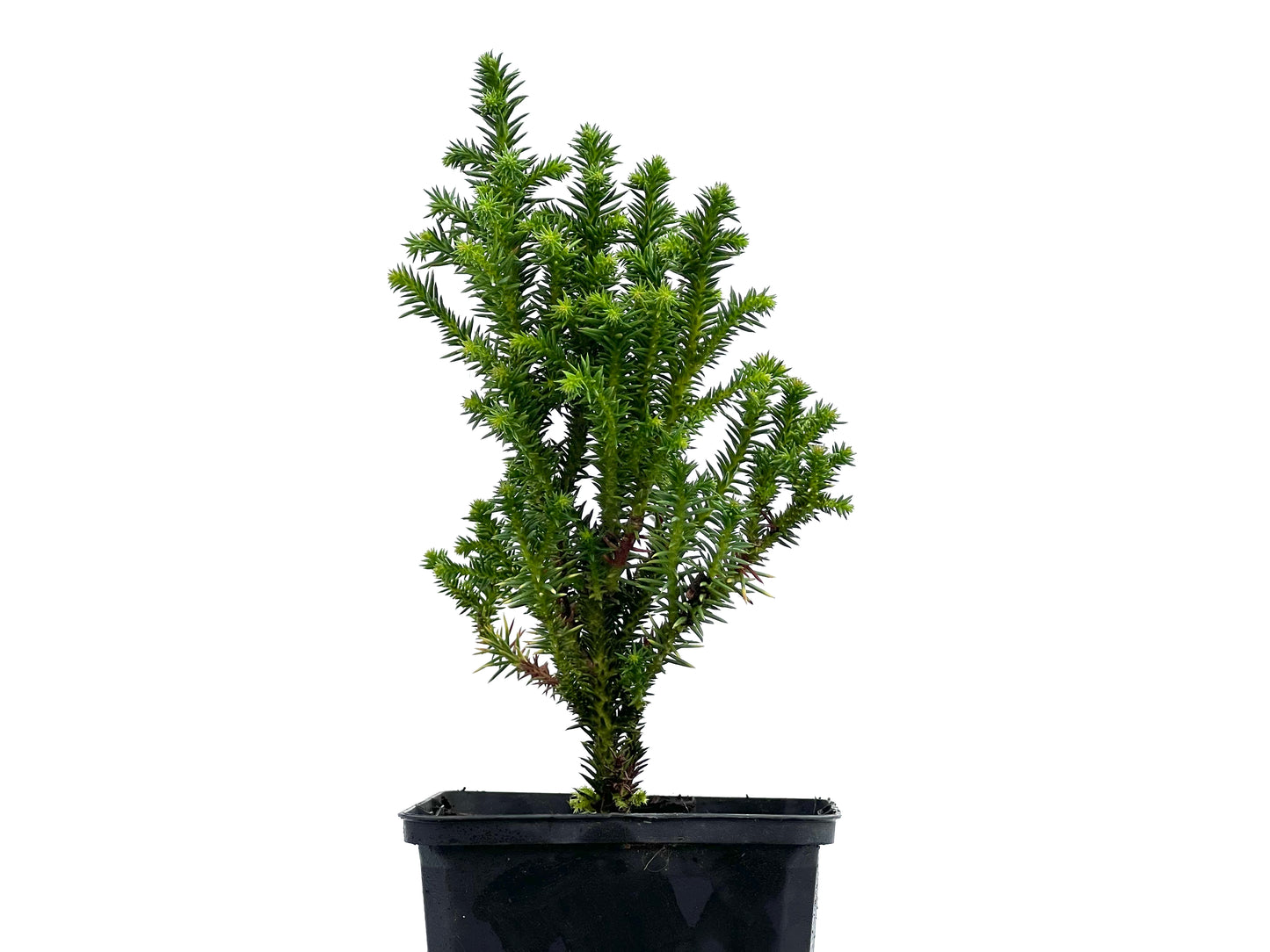 Cryptomeria Japonica