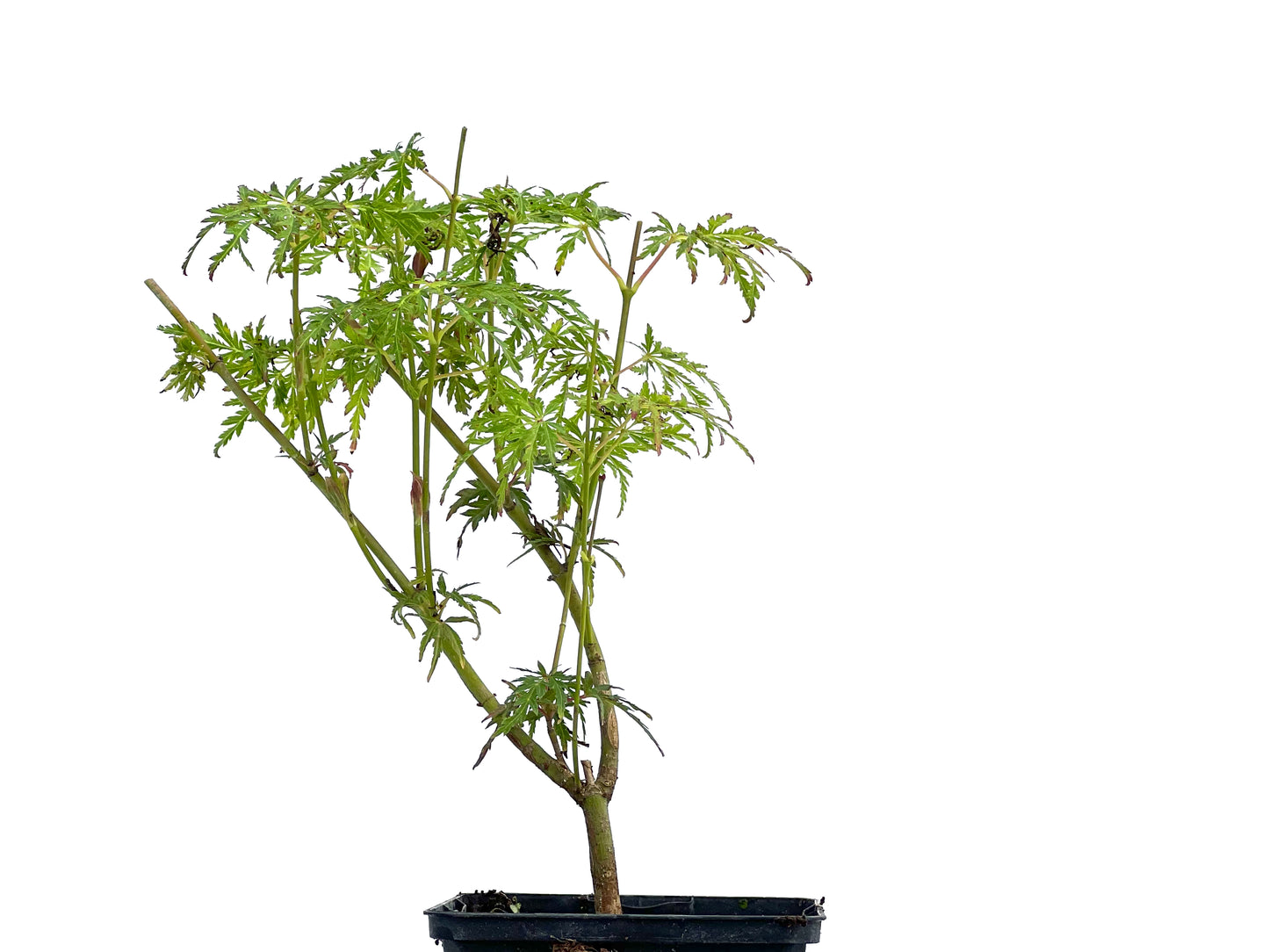 Arce Palmatum Seiryu