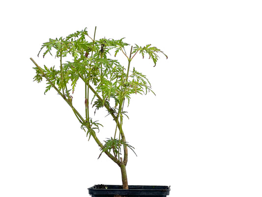 Arce Palmatum Seiryu