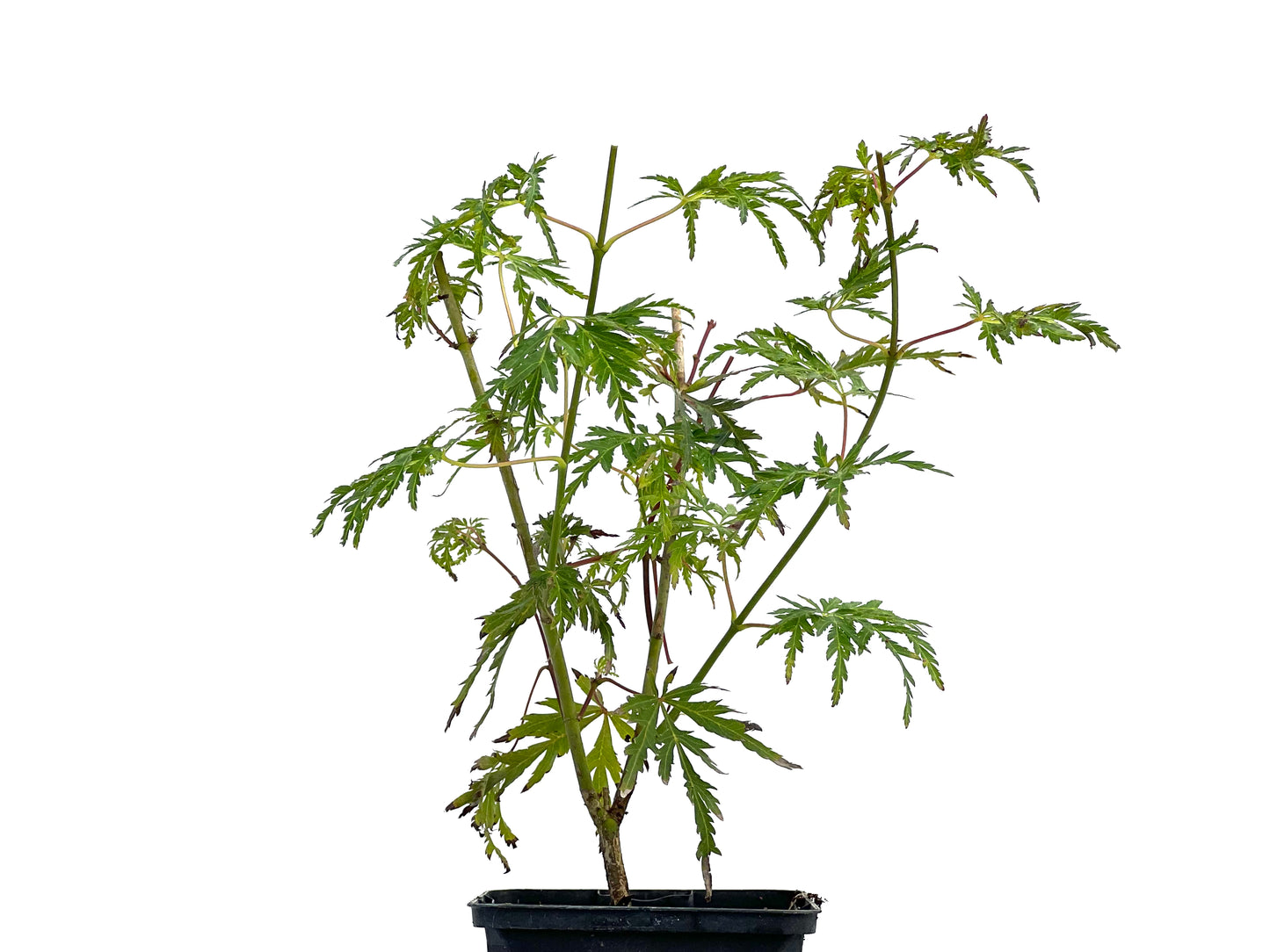 Arce Palmatum Emerald Lace