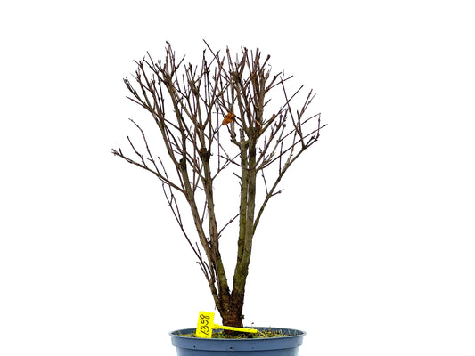 Punica Granatum Nana 1358