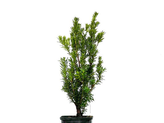 Taxus Baccata