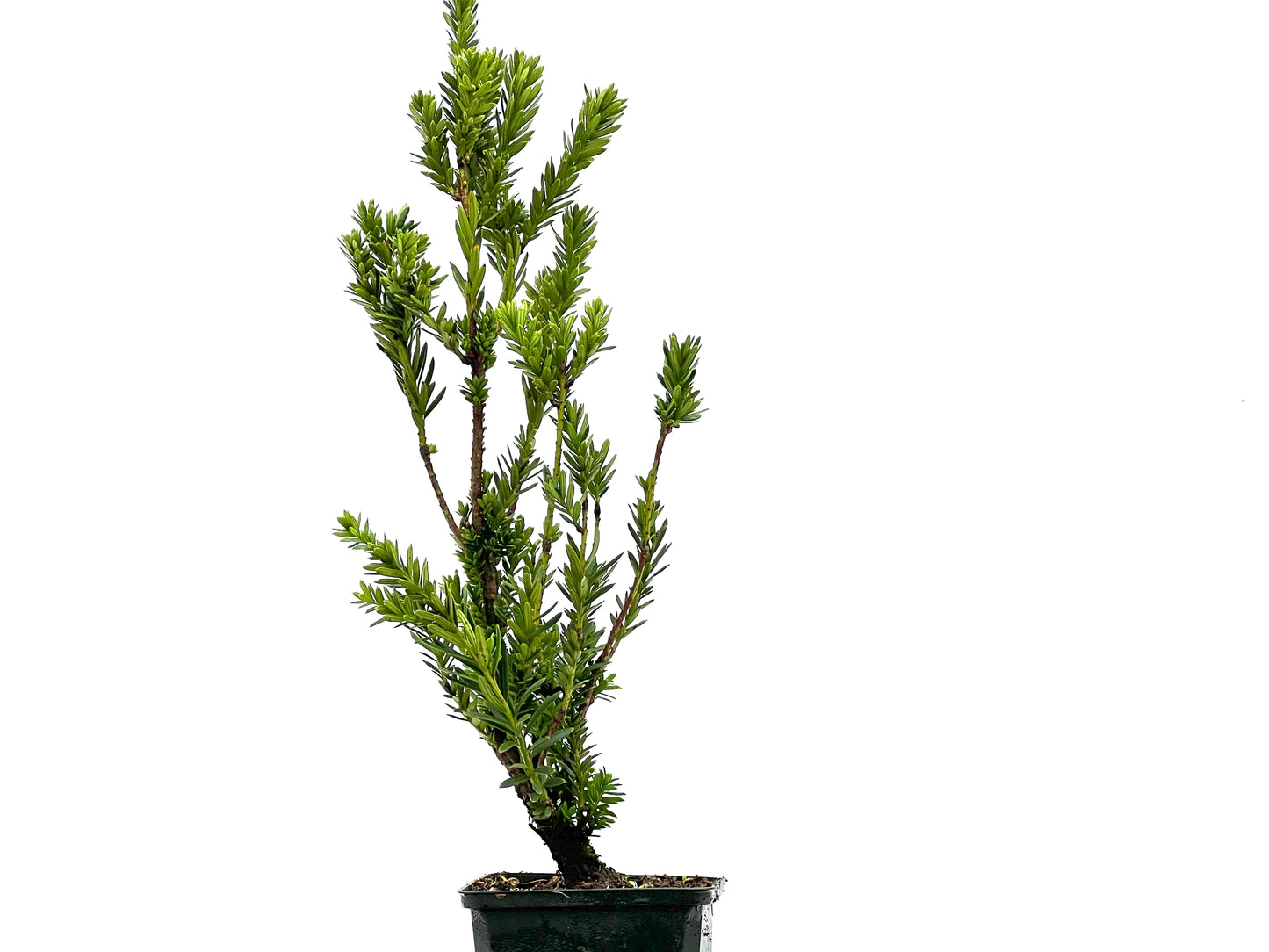 Taxus Baccata