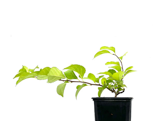 Celastrum Orbiculatus