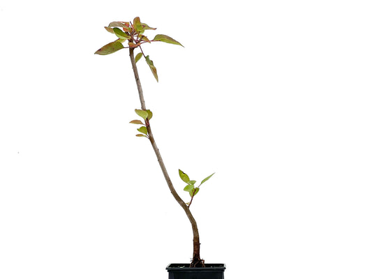 Pyrus Calleryana