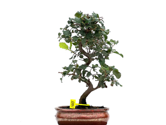 Quercus Suber 1665