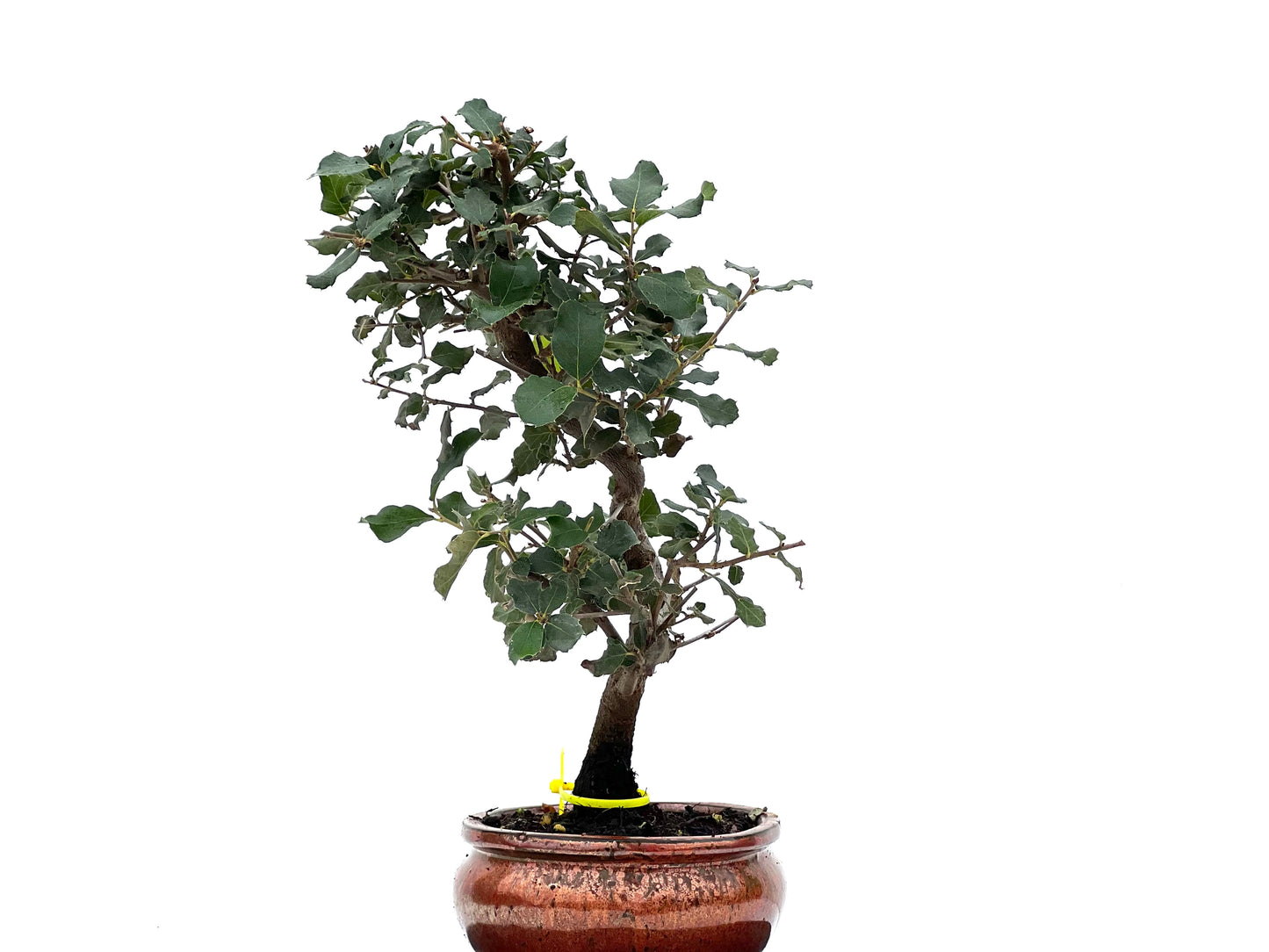 Quercus Suber 1665