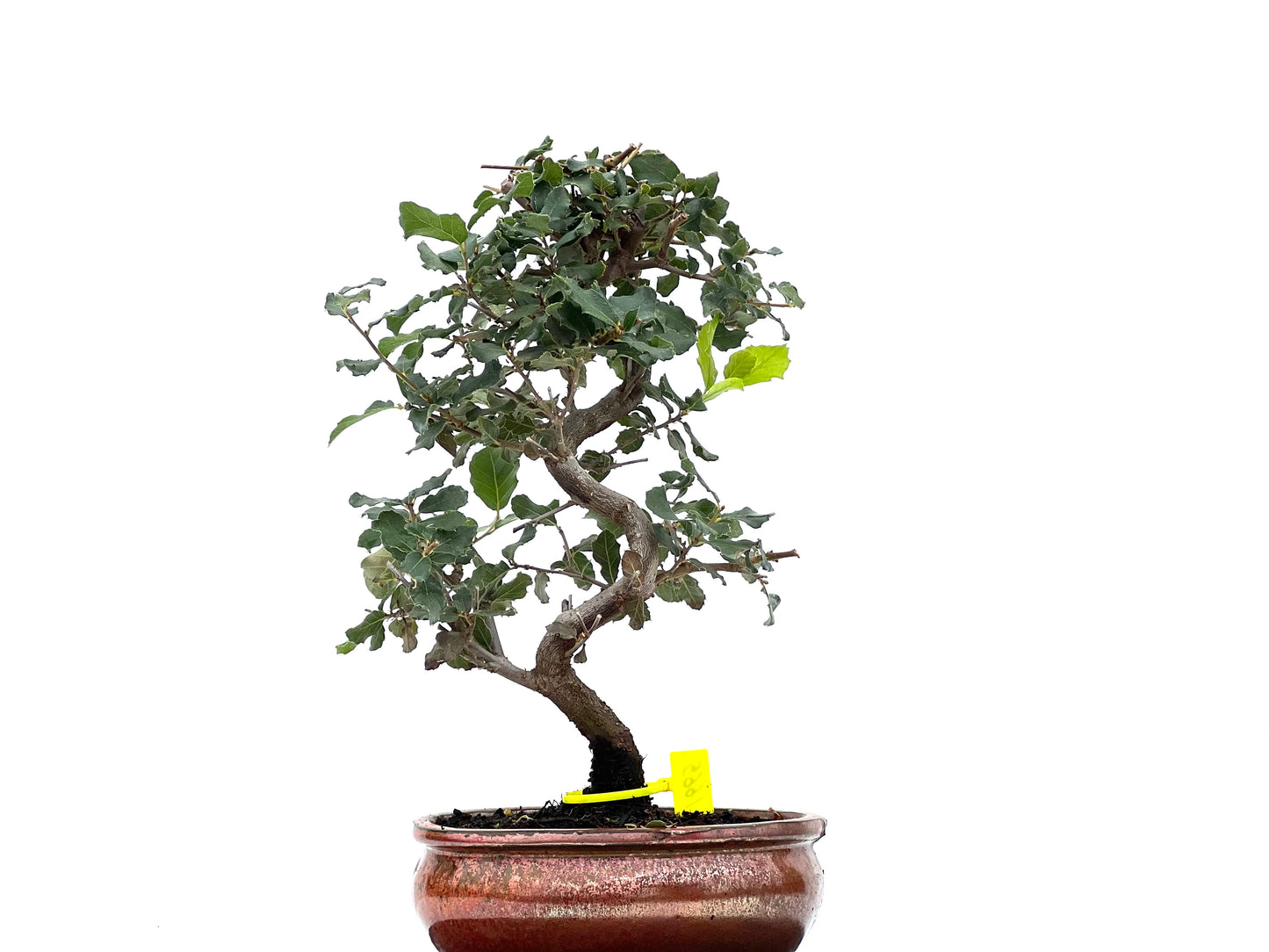 Quercus Suber 1665