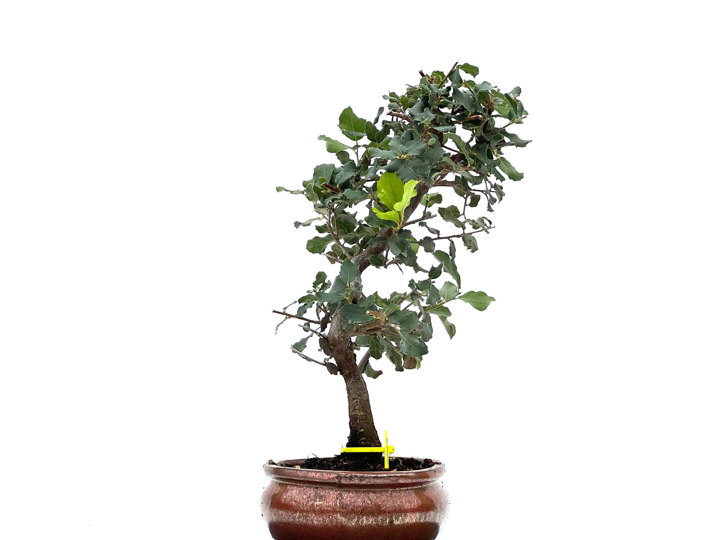 Quercus Suber 1665