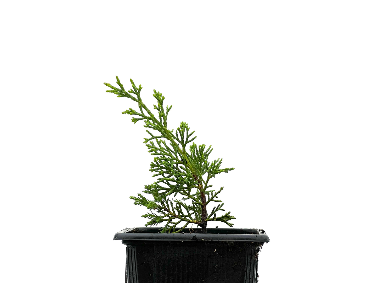 Juniperus Itoigawa