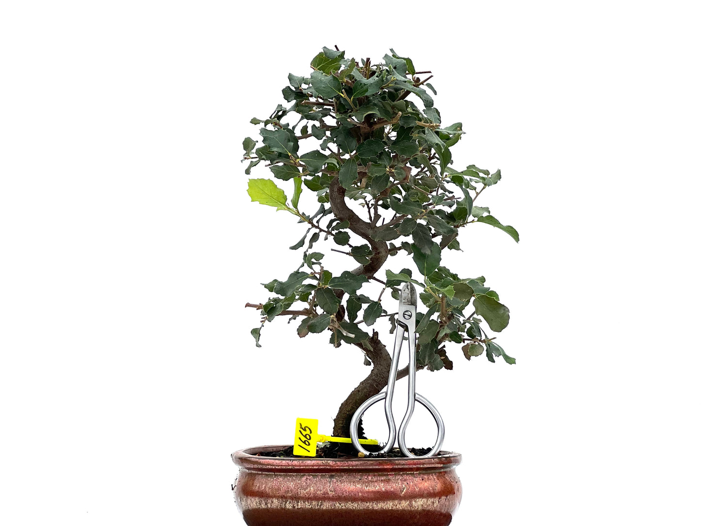 Quercus Suber 1665