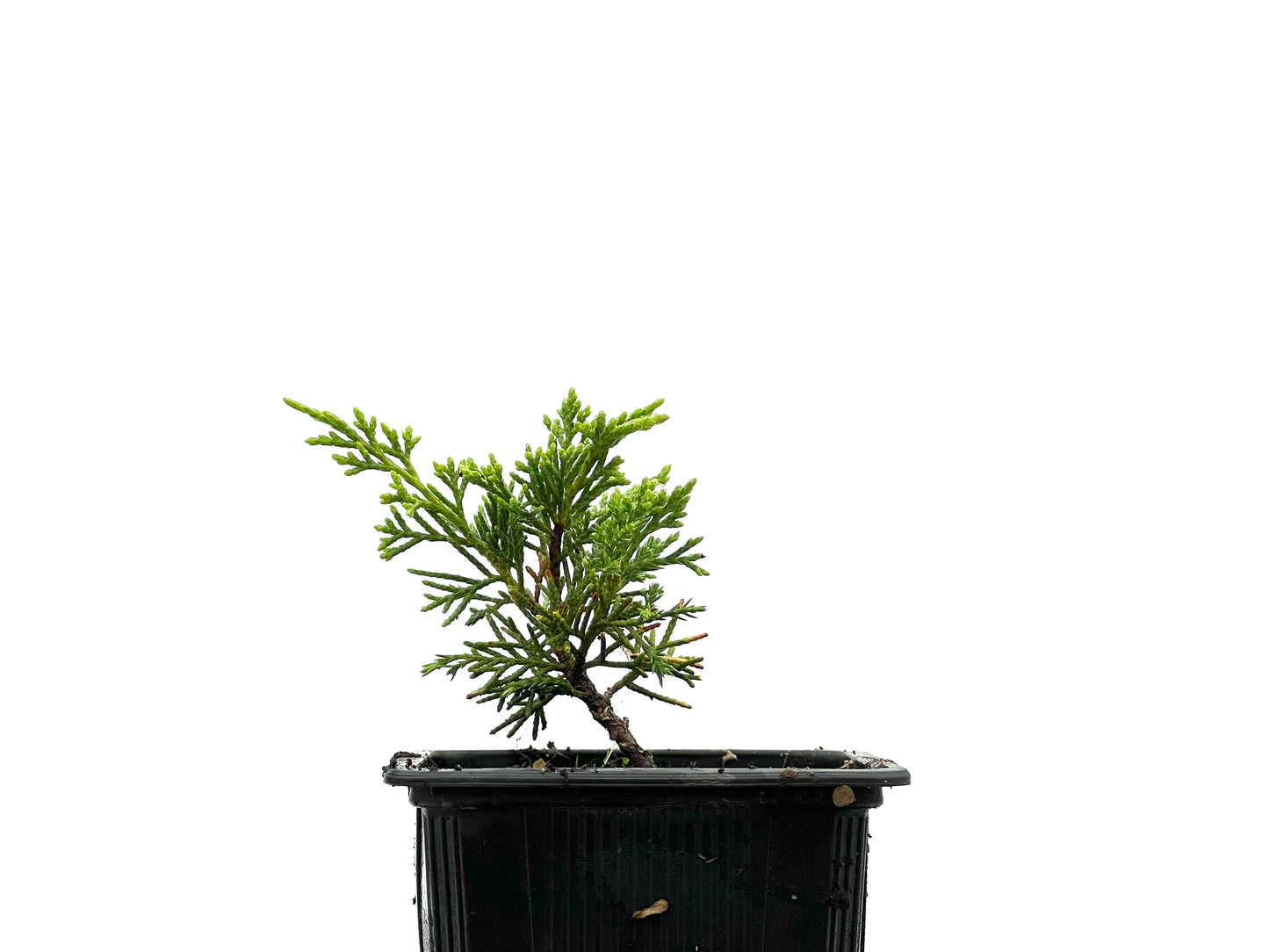 Juniperus Itoigawa