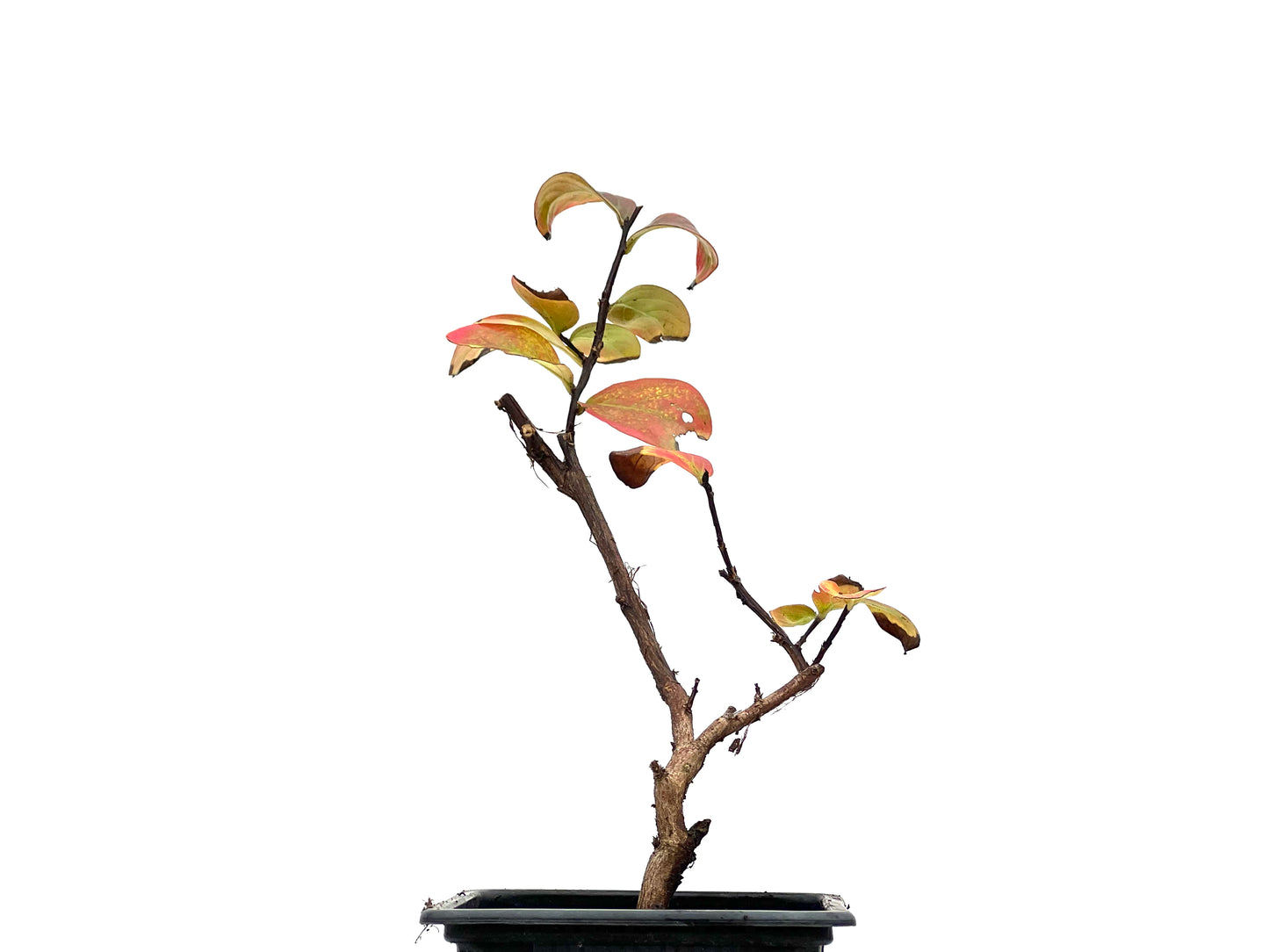 Lagerstroemia Indica