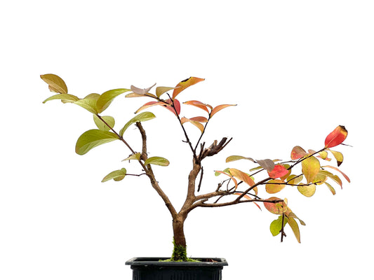 Lagerstroemia Indica